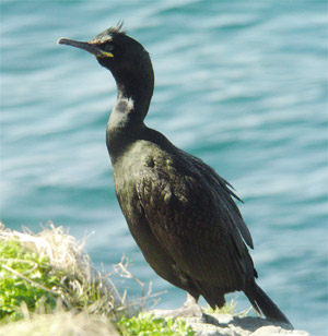 Eurasian Shag