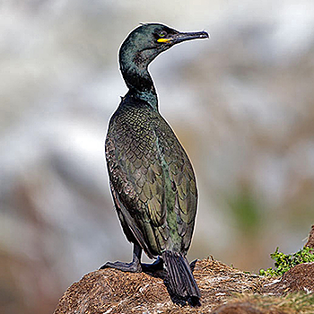 European Shag