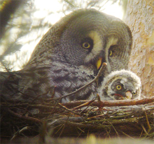Great Grey Owl and chick