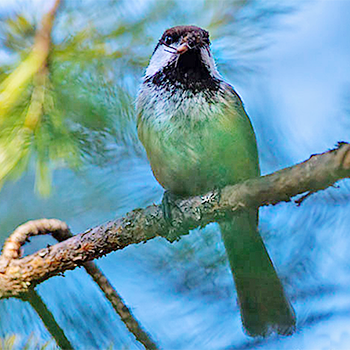 Grey-headed Chickadee
