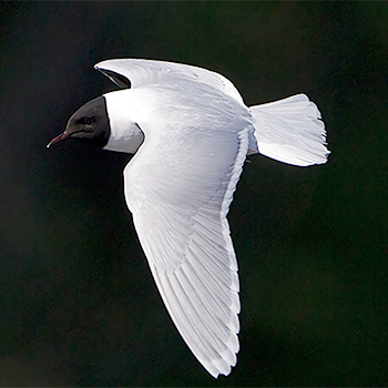 Little Gull