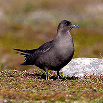 Parasitic Jaeger