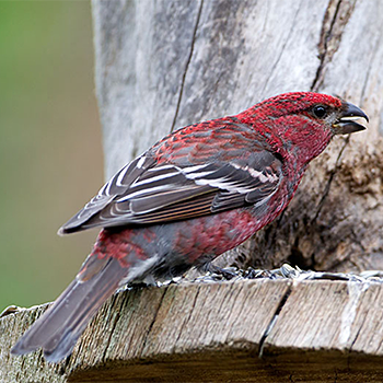 Pine Grosbeak