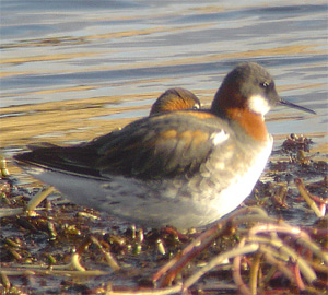 Red-necked Phalarope