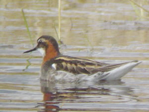 Red-necked Phalarope