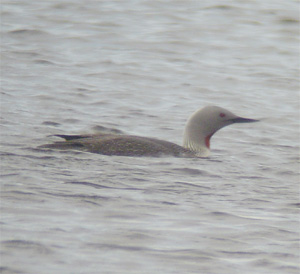 Red-throated Loon