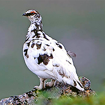 Rock Ptarmigan