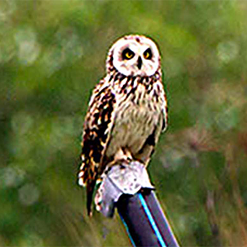 Short-eared Owl