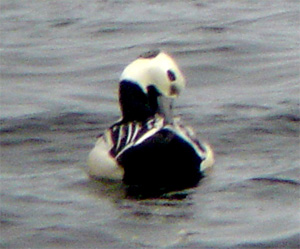 Steller's Eider