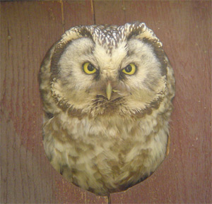 Boreal Owl
