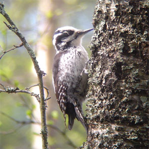 Eurasian Three-toed Woodpecker