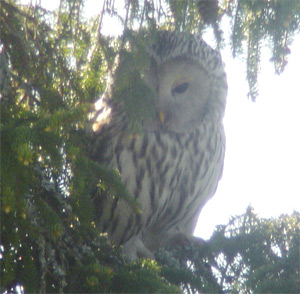 Ural Owl