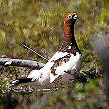 Willow Ptarmigan