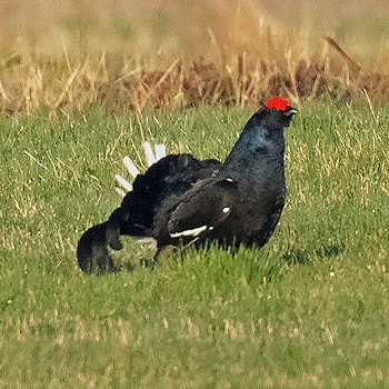 Black Grouse