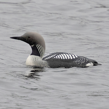 Black-throated Diver
