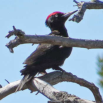 Black Woodpecker