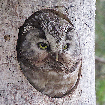 Boreal Owl