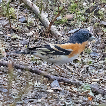 Brambling
