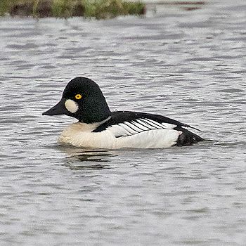 Common Goldeneye