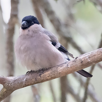 Eurasian Bullfinch
