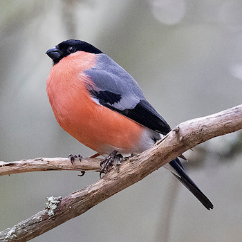 Eurasian Bullfinch