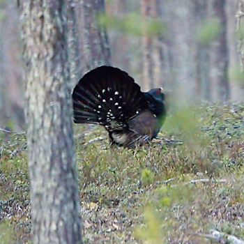 Eurasian Capercaillie