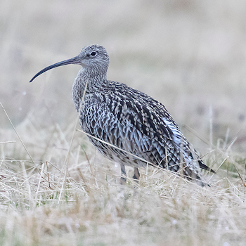Eurasian Curlew