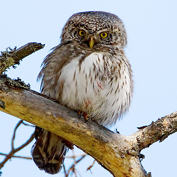 Eurasian Pygmy-owl