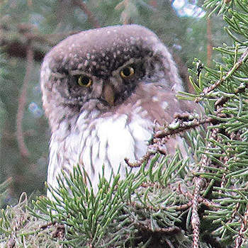 Eurasian Pygmy-owl