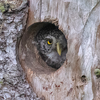 Eurasian Pygmy-owl