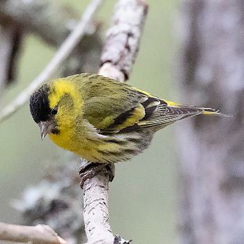 Eurasian Siskin