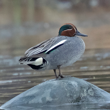 Eurasian Teal