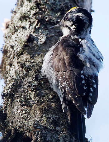 Eurasian Three-toed Woodpecker