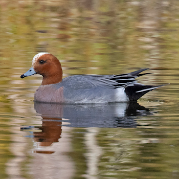Eurasian Wigeon