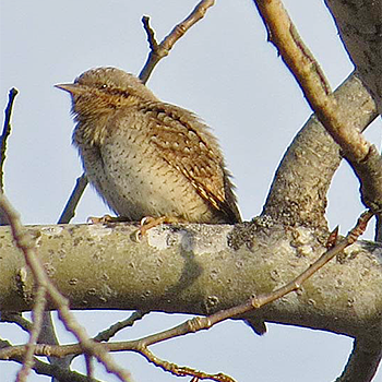 Eurasian Wryneck