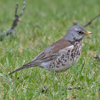 Fieldfare