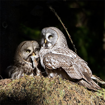 Great Grey Owl