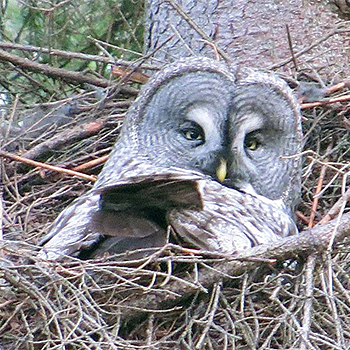 Great Grey Owl
