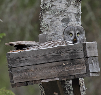 Great Grey Owl