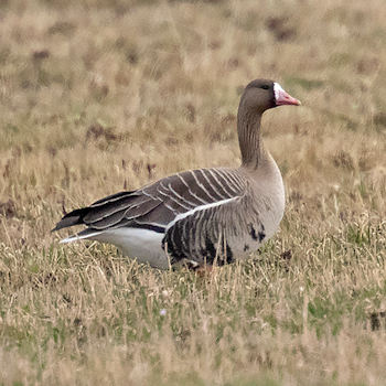 Greater White-fronted Goose