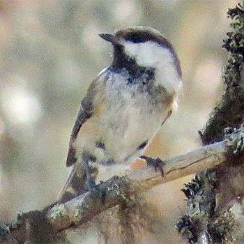 Grey-headed Chickadee