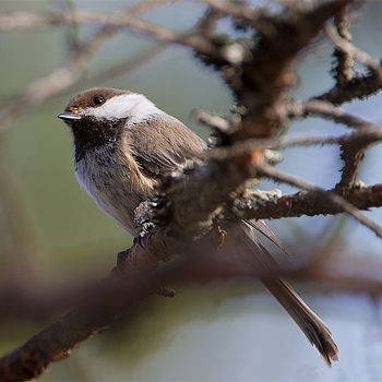 Grey-headed Chickadee (Siberian Tit)