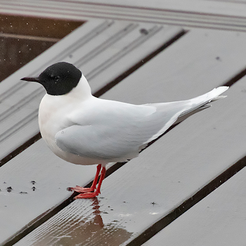 Little Gull