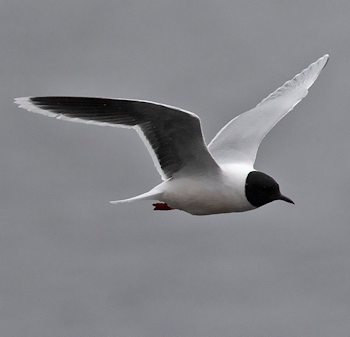 Little Gull