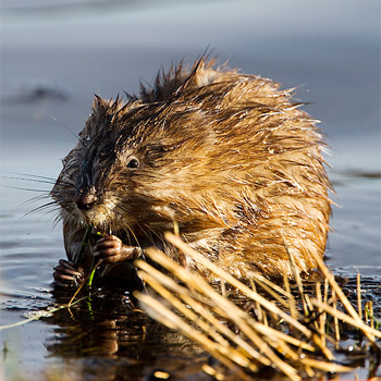 Muskrat