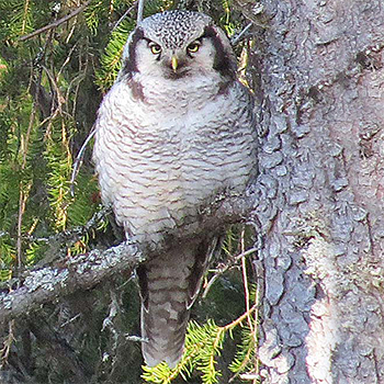 Northern Hawk Owl