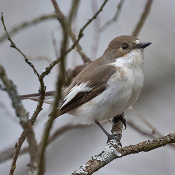 European Pied Flycatcher