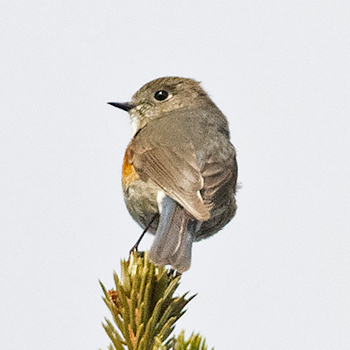 Red-flanked Bluetail
