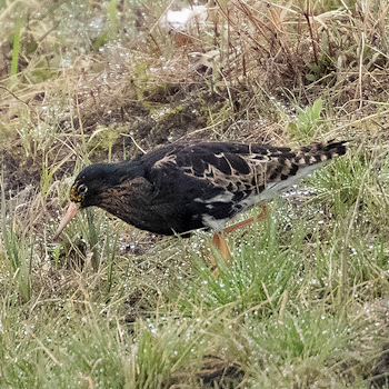 Ruff