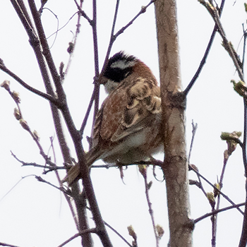Rustic Bunting